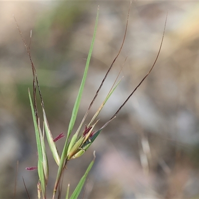 Themeda triandra (Kangaroo Grass) at Wodonga, VIC - 2 Nov 2024 by KylieWaldon