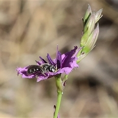 Lasioglossum (Chilalictus) sp. (genus & subgenus) at Wodonga, VIC - 2 Nov 2024 by KylieWaldon