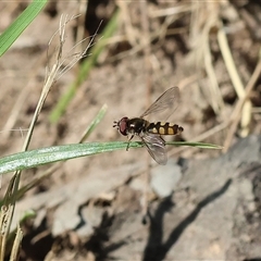 Melangyna viridiceps (Hover fly) at Wodonga, VIC - 1 Nov 2024 by KylieWaldon