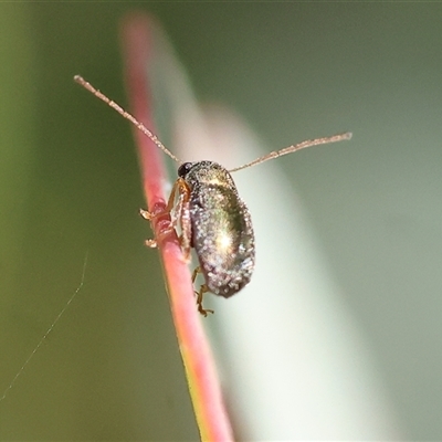 Edusella sp. (genus) (A leaf beetle) at Wodonga, VIC - 2 Nov 2024 by KylieWaldon