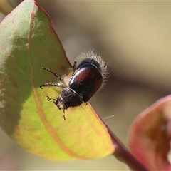 Liparetrus sp. (genus) (Chafer beetle) at Wodonga, VIC - 2 Nov 2024 by KylieWaldon