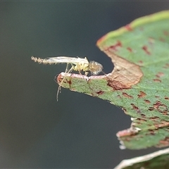 Chironomidae (family) at Wodonga, VIC - 1 Nov 2024 by KylieWaldon