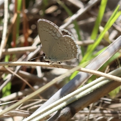 Zizina otis (Common Grass-Blue) at Leneva, VIC - 1 Nov 2024 by KylieWaldon