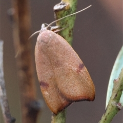 Tortricopsis uncinella (A concealer moth) at Hughes, ACT - 1 Nov 2024 by LisaH