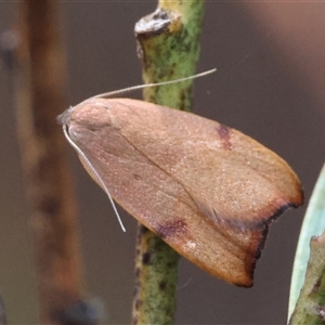 Tortricopsis uncinella at Hughes, ACT - 1 Nov 2024 11:25 AM