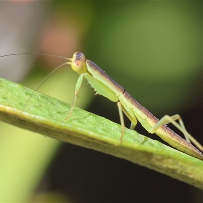 Orthodera ministralis (Green Mantid) at Hughes, ACT - 1 Nov 2024 by LisaH