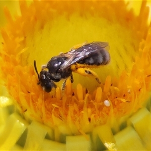 Lasioglossum (Chilalictus) sp. (genus & subgenus) at Hughes, ACT - 1 Nov 2024 12:16 PM