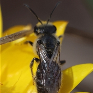 Lasioglossum (Chilalictus) sp. (genus & subgenus) at Hughes, ACT - 1 Nov 2024 12:16 PM