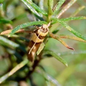 Macrobathra chrysotoxa at Hughes, ACT - 2 Nov 2024 05:06 PM