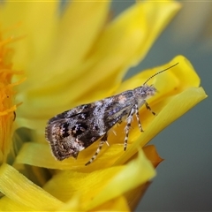 Tebenna micalis (Small Thistle Moth) at Deakin, ACT - 2 Nov 2024 by LisaH