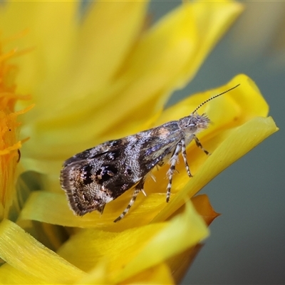 Tebenna micalis (Small Thistle Moth) at Deakin, ACT - 2 Nov 2024 by LisaH