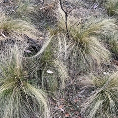 Nassella trichotoma (Serrated Tussock) at Hackett, ACT - 2 Nov 2024 by waltraud