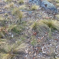 Nassella trichotoma at Hackett, ACT - 2 Nov 2024 07:20 PM