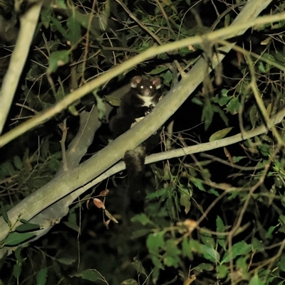 Petauroides volans (Southern Greater Glider) at Uriarra Village, ACT - 2 Nov 2024 by RangerRiley