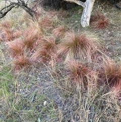 Nassella trichotoma (Serrated Tussock) at Hackett, ACT - 2 Nov 2024 by waltraud