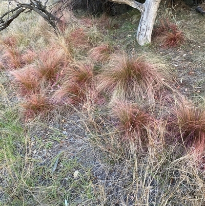 Nassella trichotoma (Serrated Tussock) at Hackett, ACT - 2 Nov 2024 by waltraud