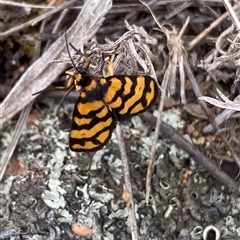 Asura lydia (Lydia Lichen Moth) at Theodore, ACT - 2 Nov 2024 by Shazw