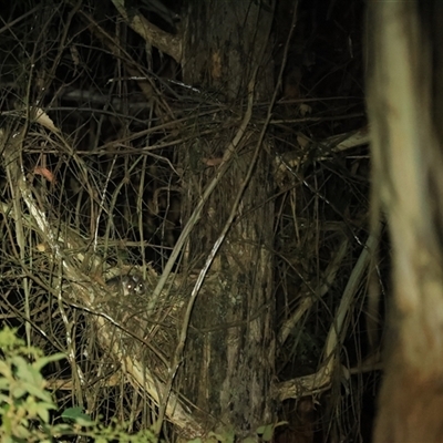 Pseudocheirus peregrinus (Common Ringtail Possum) at Uriarra Village, ACT - 2 Nov 2024 by RangerRiley