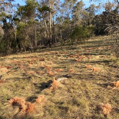 Nassella trichotoma (Serrated Tussock) at Hackett, ACT - 2 Nov 2024 by waltraud