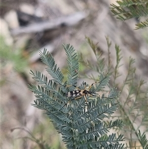 Gynoplistia (Gynoplistia) bella at Bungendore, NSW - suppressed