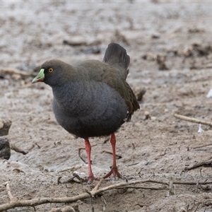 Tribonyx ventralis at Throsby, ACT - 3 Nov 2024