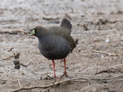 Tribonyx ventralis (Black-tailed Native-hen) at Throsby, ACT - 3 Nov 2024 by rawshorty