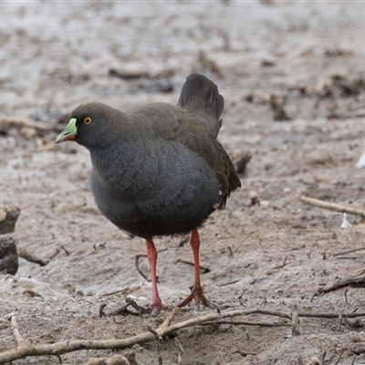 Tribonyx ventralis (Black-tailed Nativehen) at Throsby, ACT - 2 Nov 2024 by rawshorty