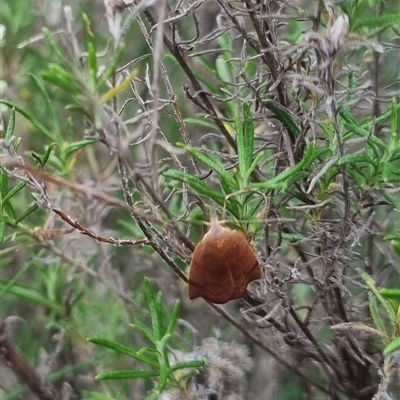 Tortricopsis uncinella (Wingia group) at Bungendore, NSW - 2 Nov 2024 by clarehoneydove