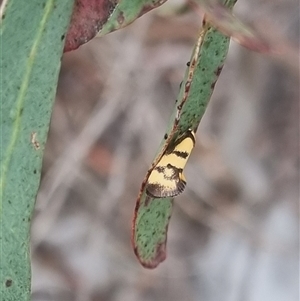 Olbonoma triptycha at Bungendore, NSW - 2 Nov 2024