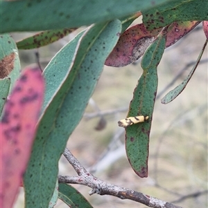 Olbonoma triptycha at Bungendore, NSW - suppressed