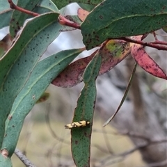 Olbonoma triptycha at Bungendore, NSW - 2 Nov 2024