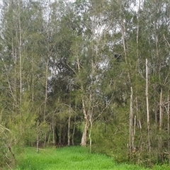 Casuarina glauca at Shark Creek, NSW - 14 Nov 2024 by Topwood