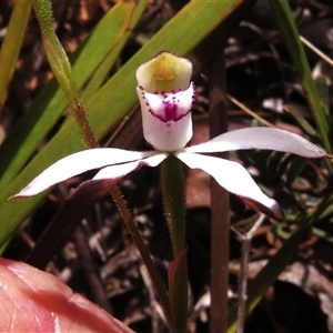 Caladenia moschata at Mount Clear, ACT - suppressed