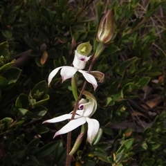 Caladenia moschata at Mount Clear, ACT - suppressed