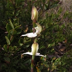 Caladenia moschata at Mount Clear, ACT - suppressed