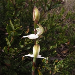 Caladenia moschata at Mount Clear, ACT - suppressed