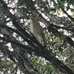 Nycticorax caledonicus (Nankeen Night-Heron) at Shark Creek, NSW - 31 Oct 2024 by Topwood