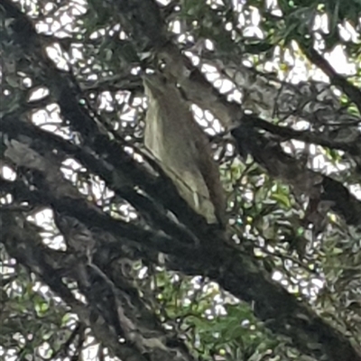 Nycticorax caledonicus (Nankeen Night-Heron) at Shark Creek, NSW - 31 Oct 2024 by Topwood