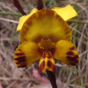 Diuris semilunulata at Paddys River, ACT - 31 Oct 2024