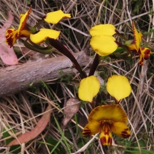 Diuris semilunulata at Paddys River, ACT - 31 Oct 2024