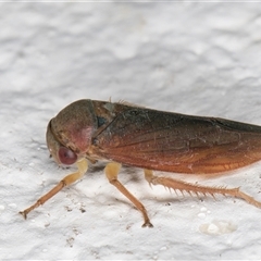 Trocnada dorsigera (A leafhopper) at Melba, ACT - 30 Oct 2024 by kasiaaus