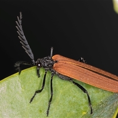 Porrostoma rhipidium (Long-nosed Lycid (Net-winged) beetle) at Melba, ACT - 30 Oct 2024 by kasiaaus