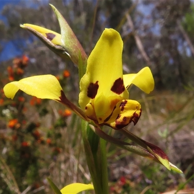 Diuris sulphurea (Tiger Orchid) at Paddys River, ACT - 31 Oct 2024 by JohnBundock