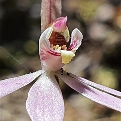 Caladenia carnea at Paddys River, ACT - suppressed