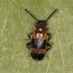 Aderidae (Aderid beetles) at Melba, ACT - 30 Oct 2024 by kasiaaus