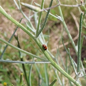 Hippodamia variegata at Lyons, ACT - 3 Nov 2024 10:18 AM