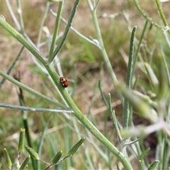 Hippodamia variegata at Lyons, ACT - 3 Nov 2024 10:18 AM