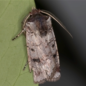 Agrotis porphyricollis at Melba, ACT - 30 Oct 2024