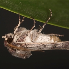 Agrotis porphyricollis at Melba, ACT - 30 Oct 2024