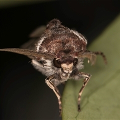 Agrotis porphyricollis at Melba, ACT - 30 Oct 2024